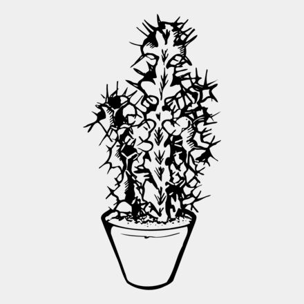 CACTUS04 Thumbnail