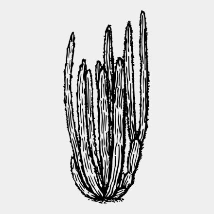 CACTUS10 Thumbnail