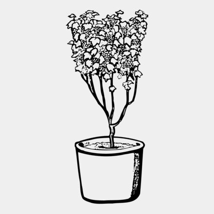 PLANT04 Thumbnail