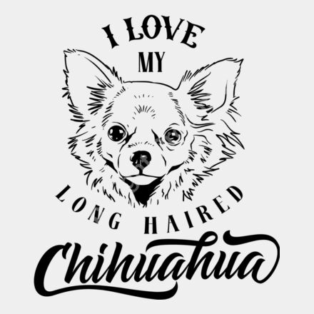 I love my long haired chihuahua Thumbnail